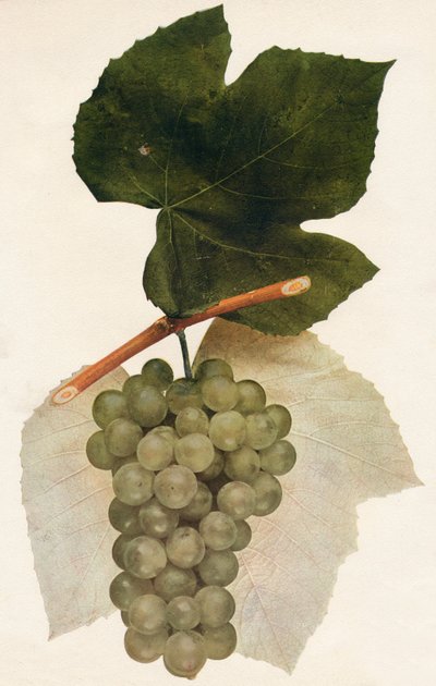 Hidalgo, 1908. by Unbekannt