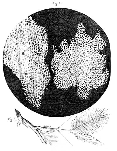 Mantarın hücresel yapısının ve Hassas Bitkinin bir sapının Hookes gözlemleri, 1665 by Unbekannt