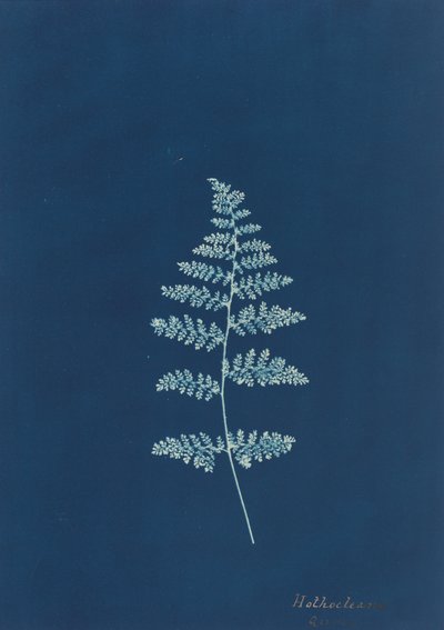 Hothocleana, c. 1850