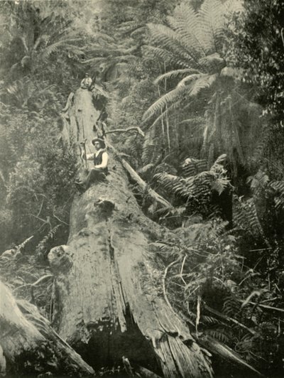 Mighty Fallen Nasıl 1901. by Unbekannt