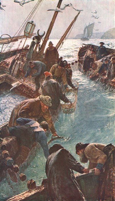 Pilchards
