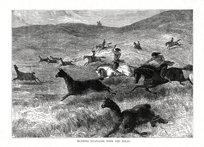 Bolas ile Guanacos Avı, Güney Amerika, 1877 by Unbekannt