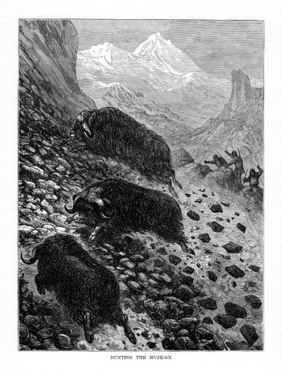 Misk öküzü avı, 1877 by Unbekannt