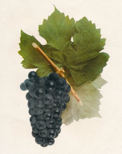 Hibrit Frangı, 1908. by Unbekannt