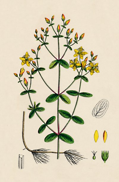 Hypericum Boeticum. Dalgalı yapraklı St. Johns Wort, 19. Yüzyıl by Unbekannt