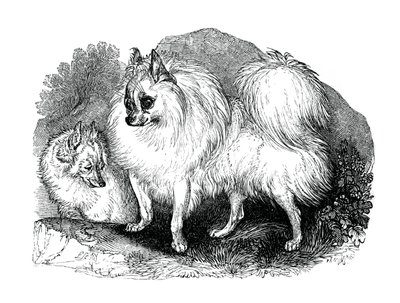 İzlanda köpeği, 1848 by Unbekannt