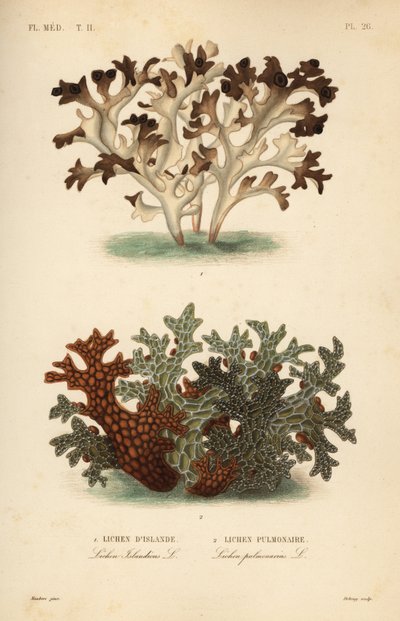 İzlanda yosunu, Cetraria islandica, Lichen d