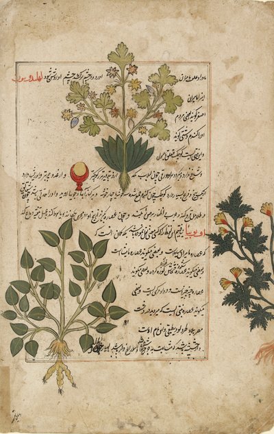Devedikeni ve diğer şifalı bitkileri gösteren resimli çift yaprak, 1595 by Unbekannt