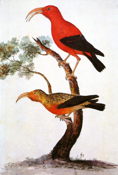 Resim/Iiwi/Iwi/Scarlet bal sürüngeni/Scarlet Hawaiian bal sürüngeni by Unbekannt