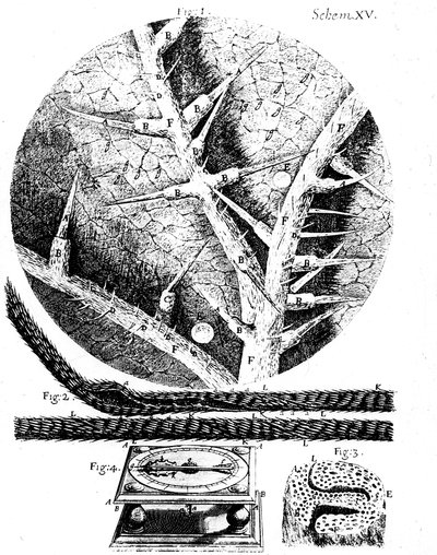 İngiliz mikroskopist Robert Hookes Micrographia