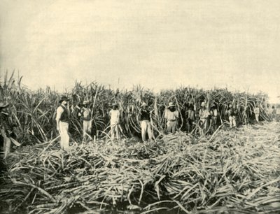 Queensland Şeker Çiftliği