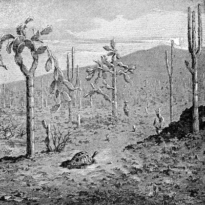 Yorulamaz Ada, Galapagos Takımadaları, 1895 by Unbekannt