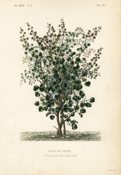 Hint meyvesi, balık meyvesi veya Levant fıstığı, Anamirta cocculus, Coque du Levant by Unbekannt