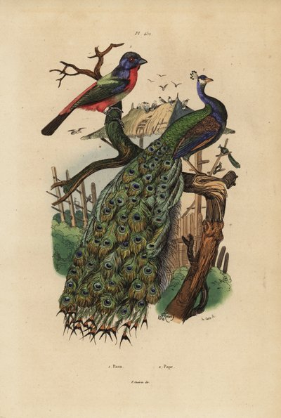 Hint tavus kuşu, Pavo cristatus ve papağan, Erythrura türleri by Unbekannt