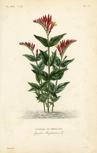Hint pembesi veya ormanlık pembe kök, Spigelia marilandica, Spigelia marylandica, Spigelie du Maryland by Unbekannt