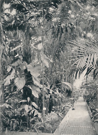 Great Palm House
