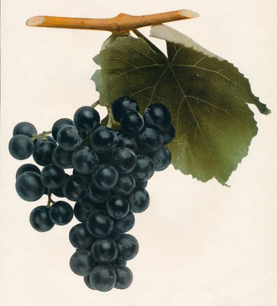 Isabella, 1908. by Unbekannt