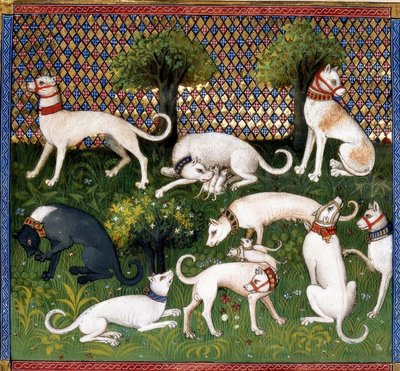 Jagdhunde (Alan) / Av Kitabı by Unbekannt