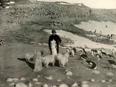 Joyce ve Penguen Rookery'deki Köpekler, c1908, 1909. by Unbekannt