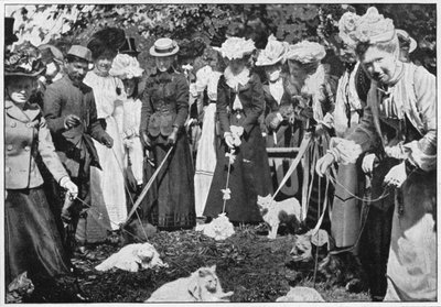 Kraliyet Botanik Bahçeleri gösterisinde kedileri yargılamak, Kew, Londra, c1900 1901 by Unbekannt