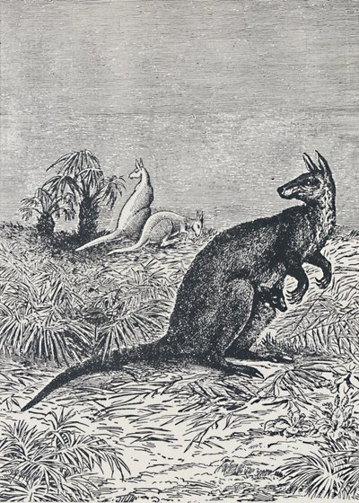 Kanguru, 1924 by Unbekannt