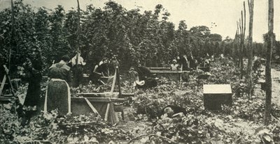 Kent Şerbetçiotu, c1948. by Unbekannt