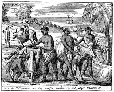 Khoikhois hırsız öküzleri, Güney Afrika, 18. yüzyıl 1931 by Unbekannt