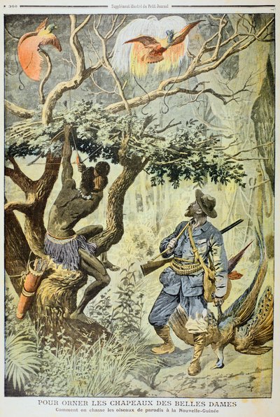 Cennet Kuşlarını Öldürmek, Yeni Gine, 1908 by Unbekannt