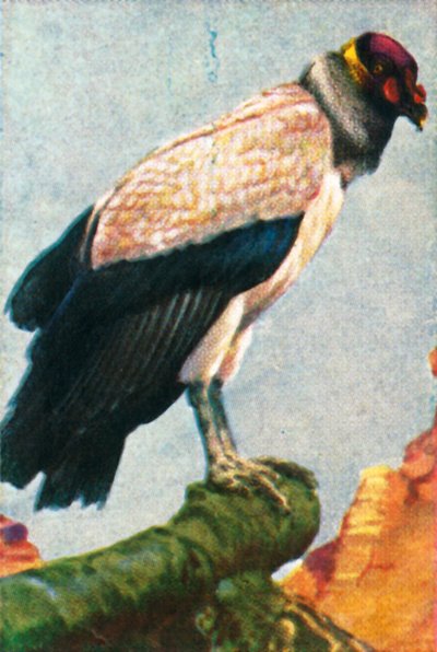 Kral akbaba, c1928. by Unbekannt