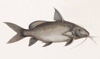 Le Pimelode Scheilan, yakın çekim by Unbekannt
