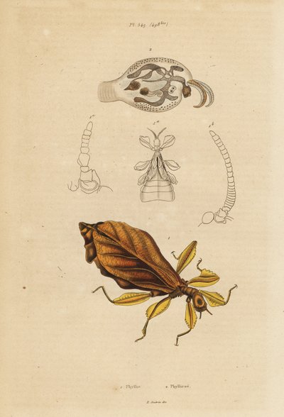 Yaprak böceği, Phyllium türleri ve nudibranch, Phylliroe türleri by Unbekannt