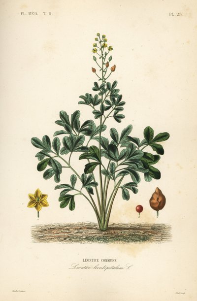 Leontice, Leontice leontopetalum, Leontice komün by Unbekannt