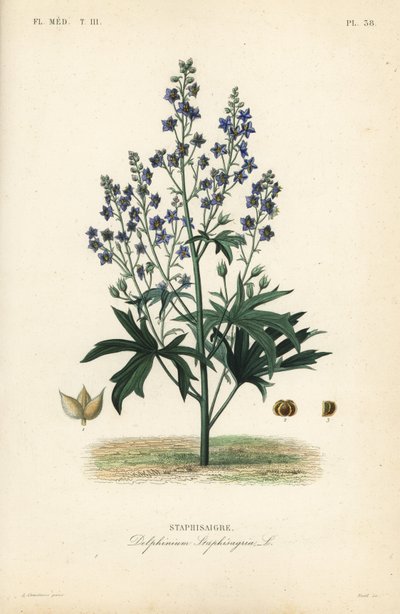 Bene ve Stavessere gibi, Delphinium Staphysagriae, Staphysagri by Unbekannt