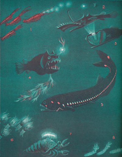 Deniz Yüzeyinin Yarım Mil Altında Yaşam, 1935 by Unbekannt
