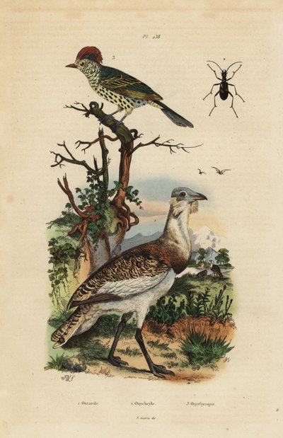 Küçük kahverengi toy kuşu, Eupodotis humilis ve keskin gagalı, Oxyruncus cristatus by Unbekannt