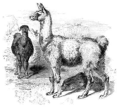 Alevler, c1880 by Unbekannt