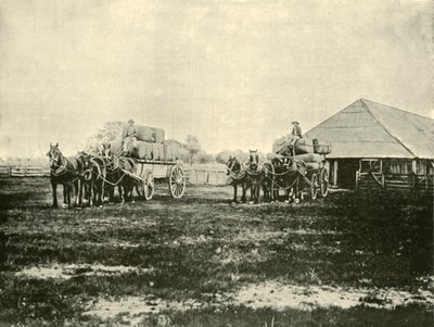 Yün Yükleme, Warrawooh İstasyonu, Wimmera, 1901. by Unbekannt