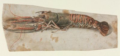 Istakoz, 1600