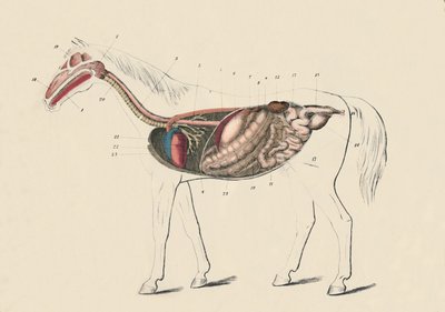 Atın Boyuna Kesiti, c1879. by Unbekannt