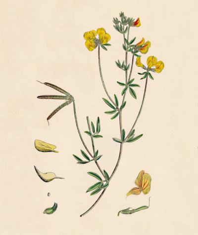 Lotus teni. İnce Kuş Ayaklı Trefoil, 19. Yüzyıl by Unbekannt