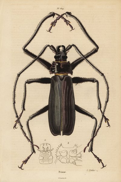 Macrotoma hayesii böceği by Unbekannt