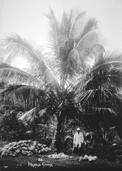Kopra yapımı, Solomon Adaları, Fiji, 1905 by Unbekannt