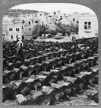 Şarap şişeleri yapmak, Hebron, c1900 by Unbekannt