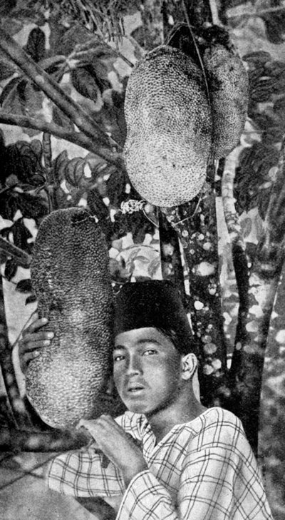 Malay nefesi toplama, 1922 by Unbekannt