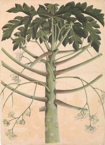 Erkek Papaya Ağacı, ca. 1790-1800. by Unbekannt