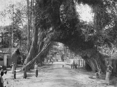 Kalutara yakınlarındaki Colombo-Galle yolunda pitoresk eski incir ağacı Ficus indica, 1926 by Unbekannt