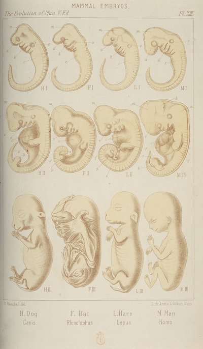 Memeli embriyoları, 1905 by Unbekannt