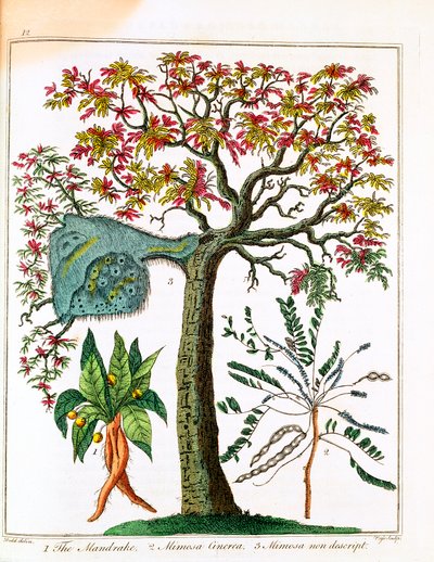 Mandrake, Hassas Bitki ve Akasya, c1795 by Unbekannt