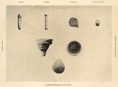 Deniz Organizmaları, Büyütme 1 12, c1908, 1909. by Unbekannt