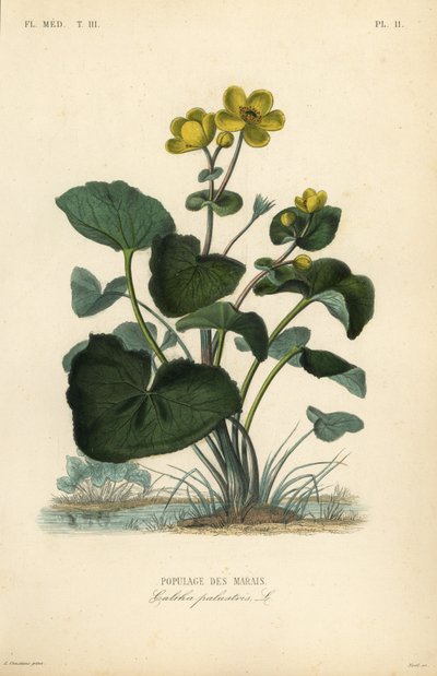 Marsh kadife çiçeği veya kral kupası, Caltha palustris, Populage des marais by Unbekannt